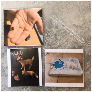cartes des saisons les animaux