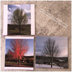 cartes des saisons l'arbre